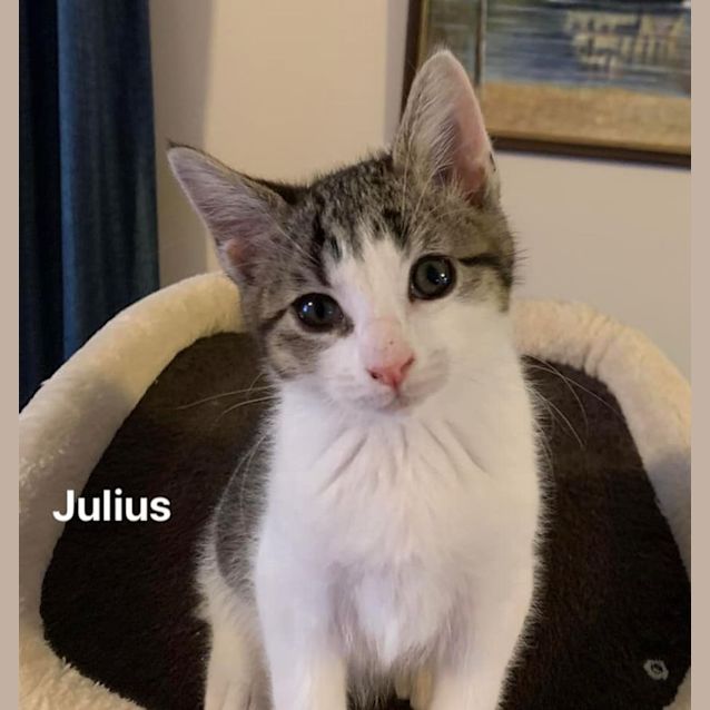 Photo of Julius