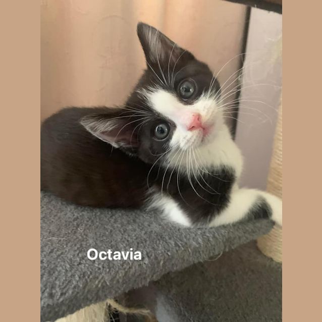 Photo of Octavia