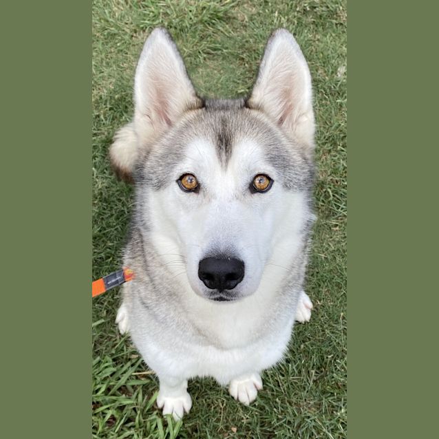 Photo of Archie
