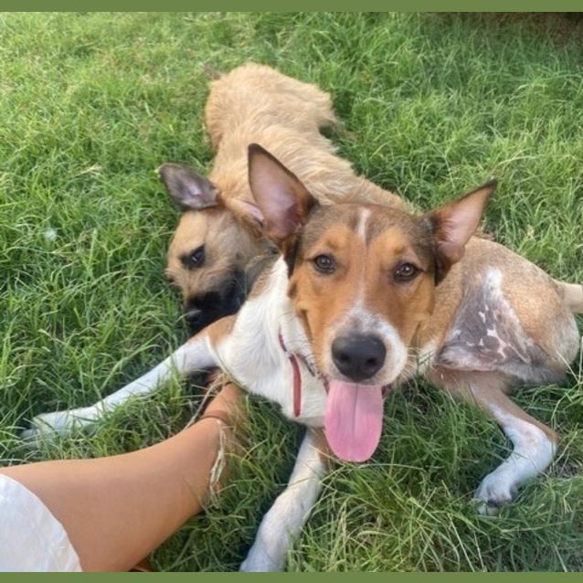 Photo of Budge (Bruce)