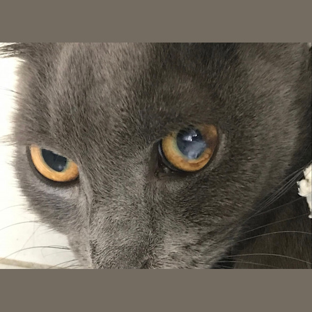 Photo of Rogue