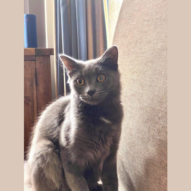 Photo of Rogue