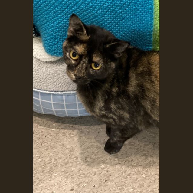 Photo of Annie