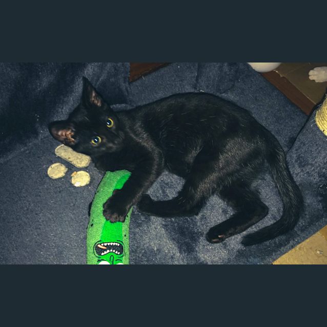 Photo of Hermes