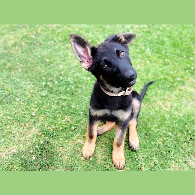 Photo of 🌟Remy🌟