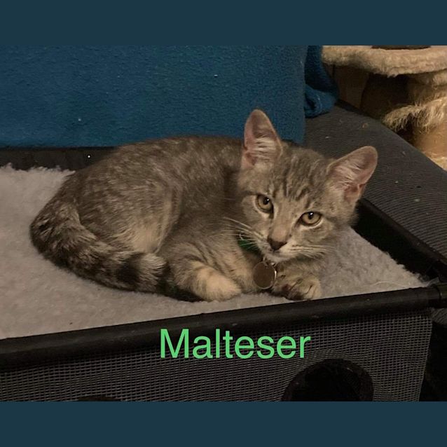 Photo of Malteser