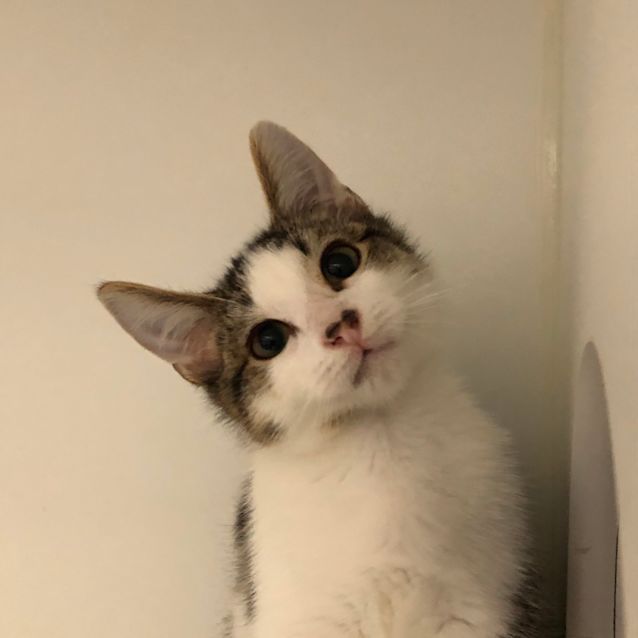 Photo of Patootie   Meet Me At Vets On Parker Templestowe