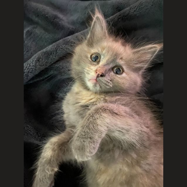 Photo of Pepper 