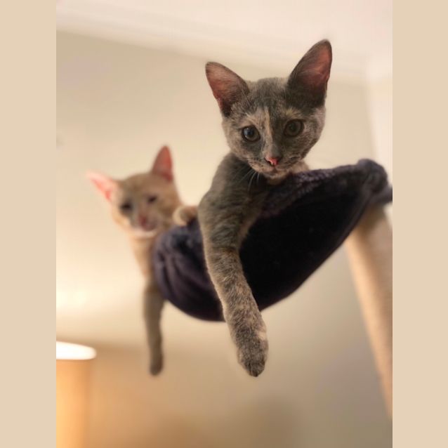 Photo of Myko & Millie