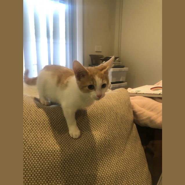 Photo of Weasley