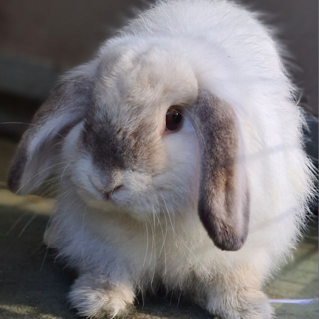 Photo of Gigi (Adoption Pending)