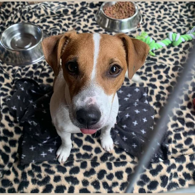 Photo of Daisy