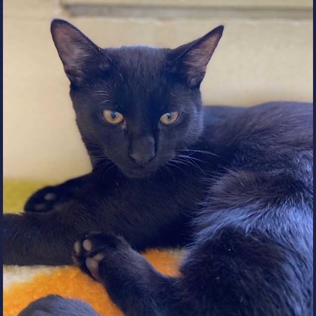 Photo of Midnight 