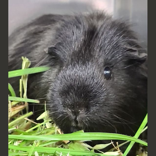 Photo of Squeak