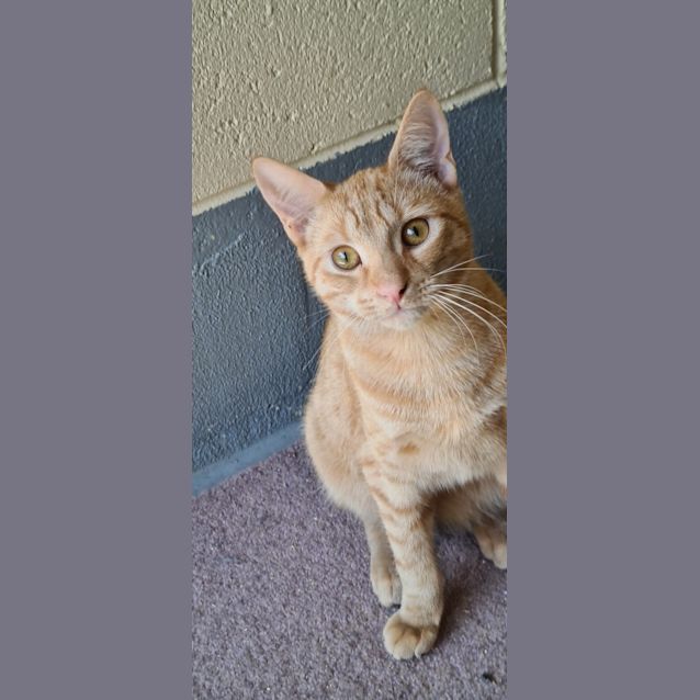 Photo of Gezz