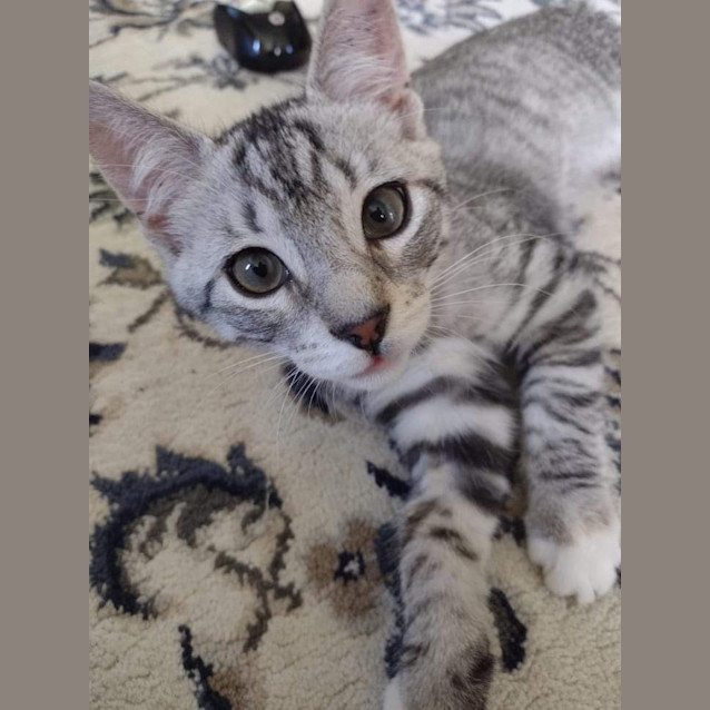Photo of Bean