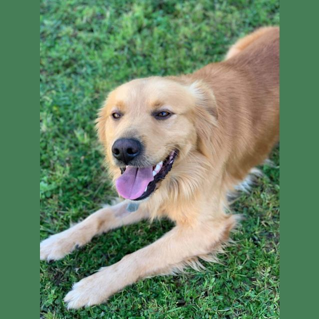 Photo of Shelby 🦮