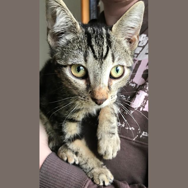 Photo of Zeebeedee   Located In Templestowe