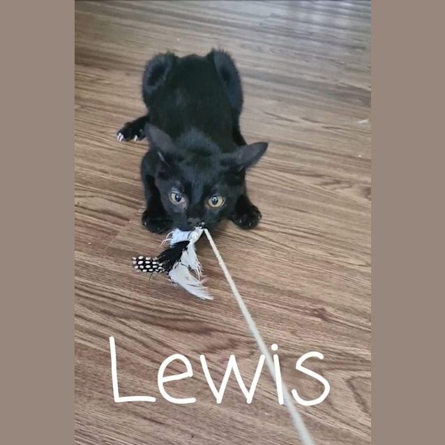 Photo of Lewis