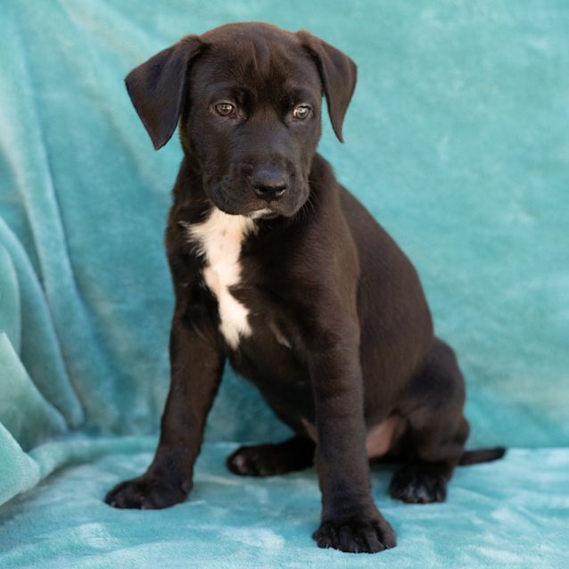Photo of Bosley