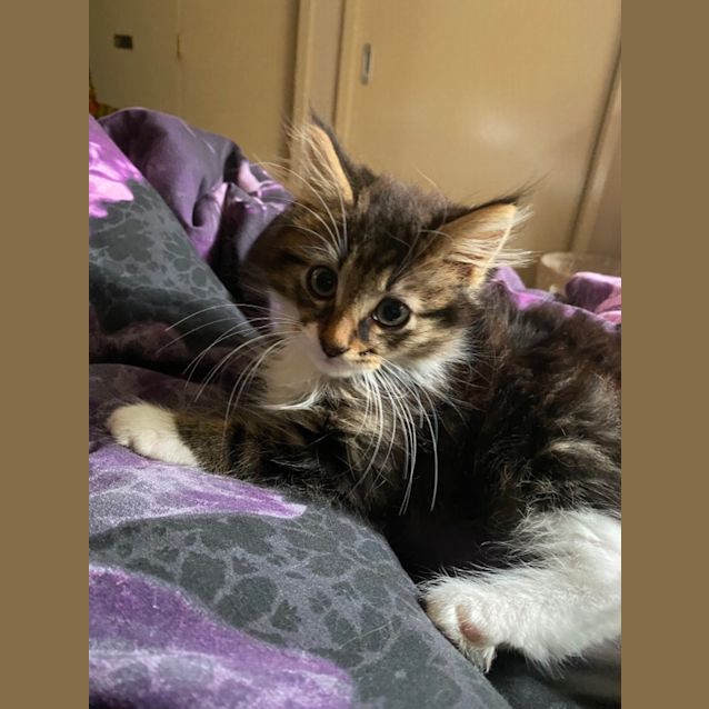 Photo of Thor