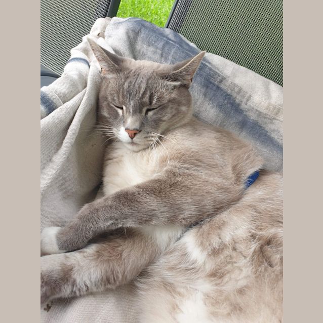Photo of Hank ~ 6 Y/O Ragdoll X (On Trial 14/3/21)