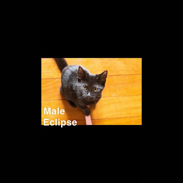 Photo of Eclipse