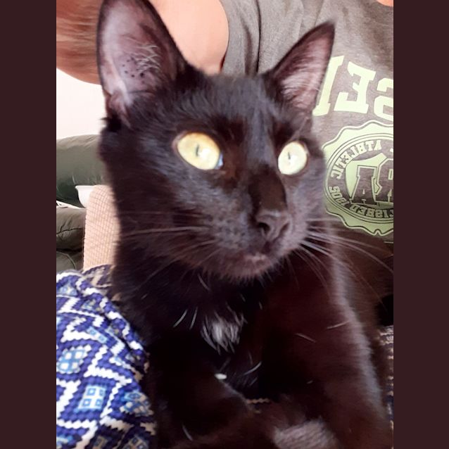 Photo of Ebony