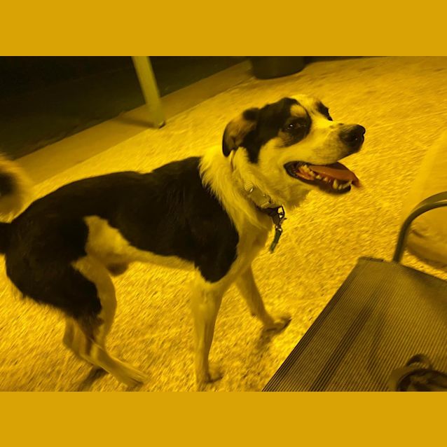 Photo of Vinny (Banjo)