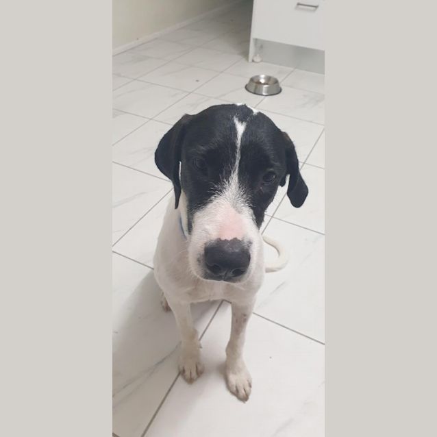 Photo of Stella