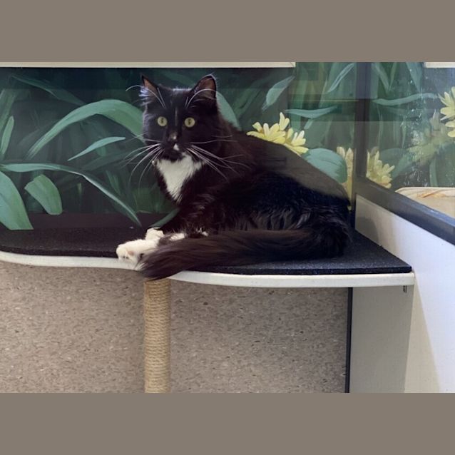 Photo of Kaalu 