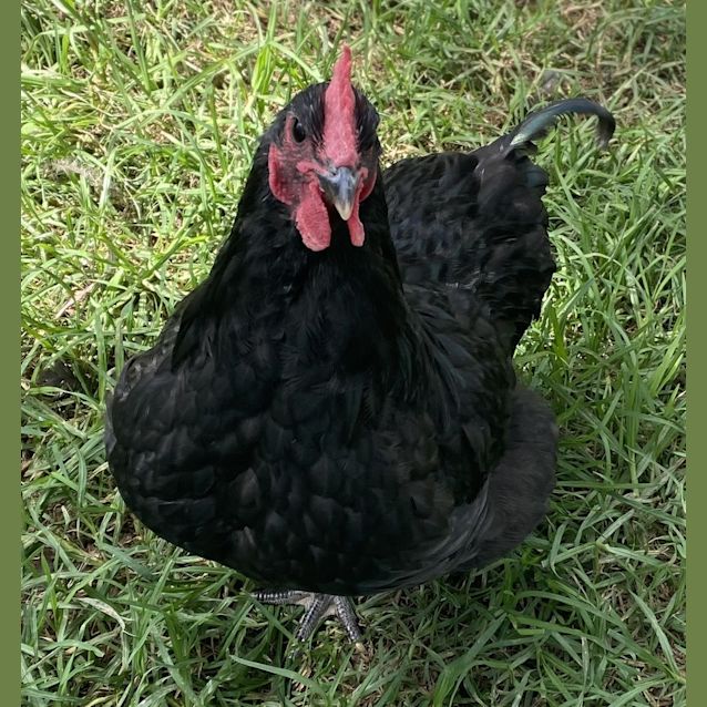 Photo of Obsidian