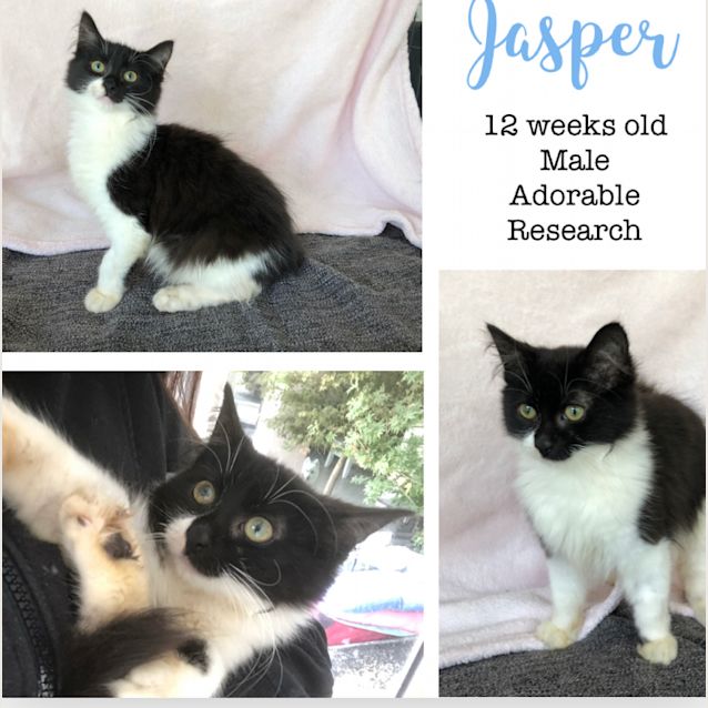 Photo of Jasper 