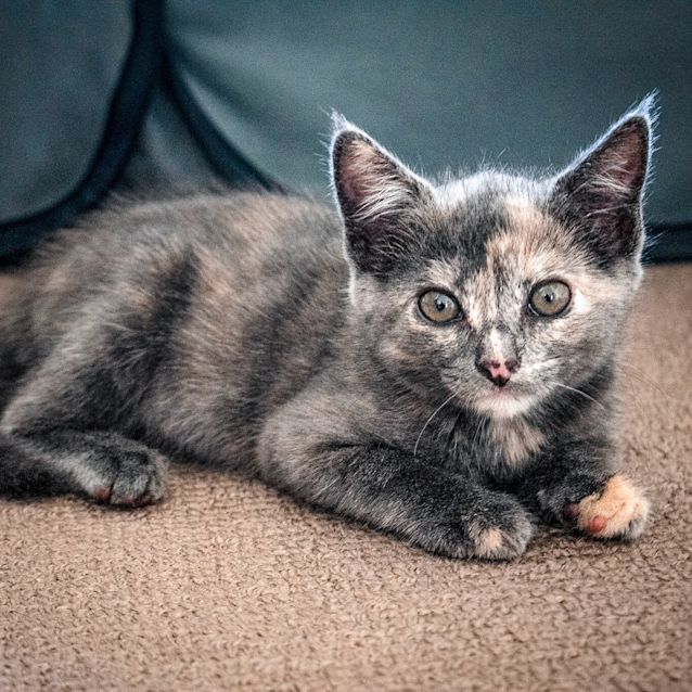 Photo of Storm ~ 8 Week Old Female Kitten