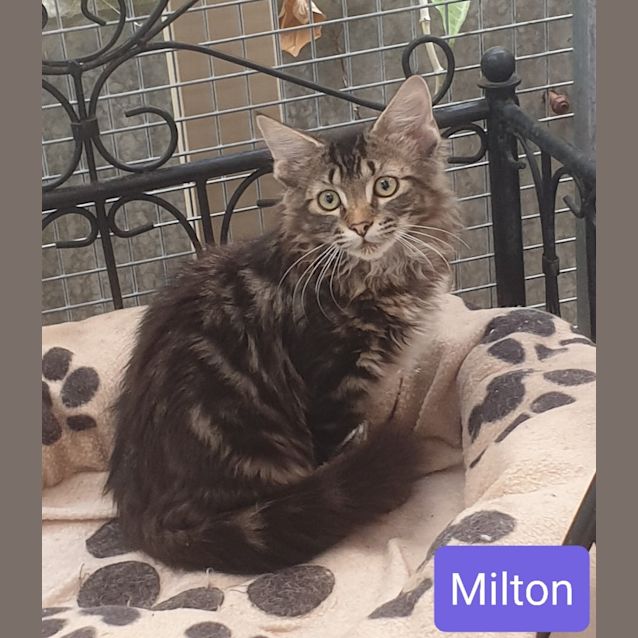 Photo of Milton
