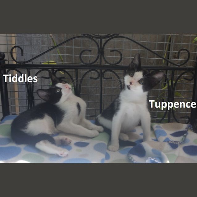 Photo of Tiddles