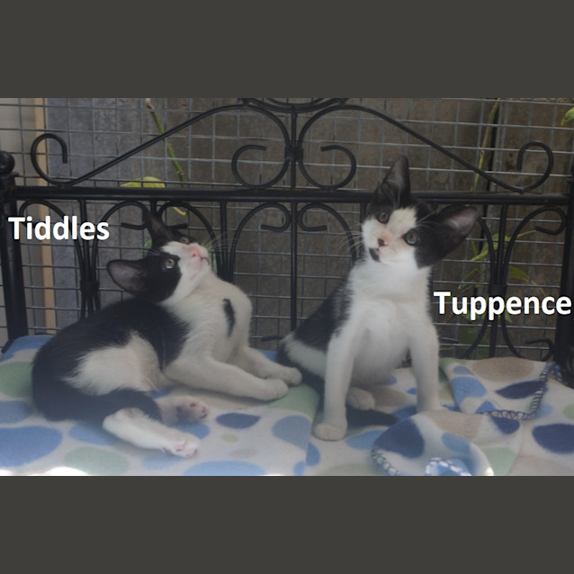 Photo of Tuppence