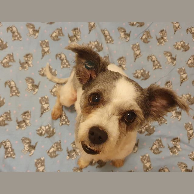 Photo of Pippy