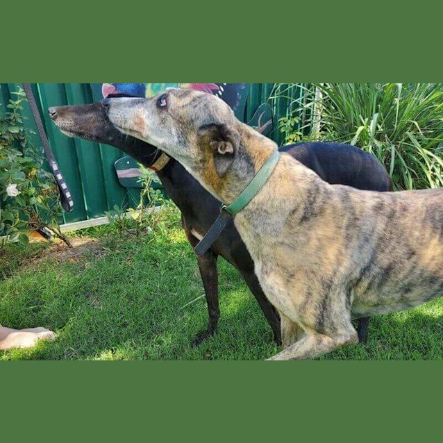 Photo of Mumski And Ginnie