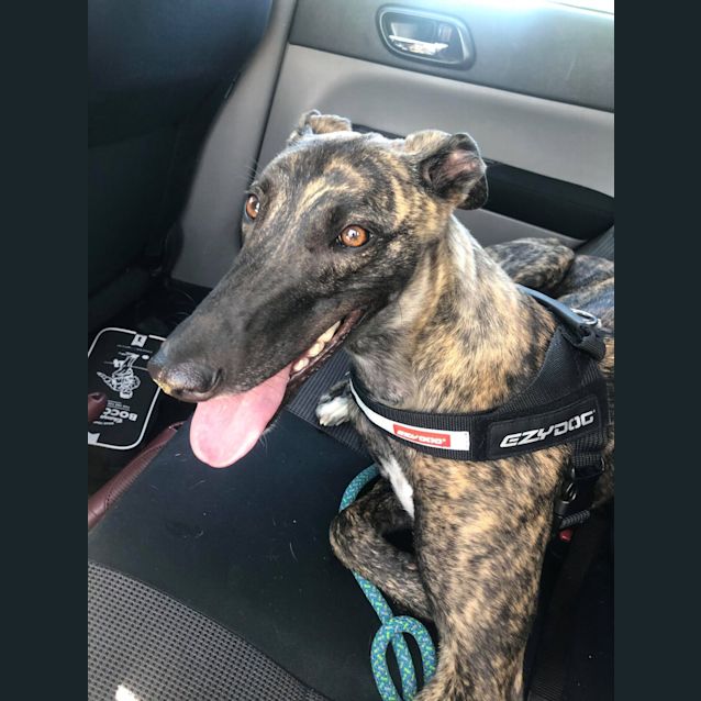 Photo of Opal