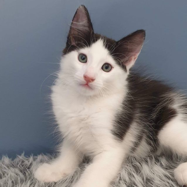 Photo of Cornelius 🦭