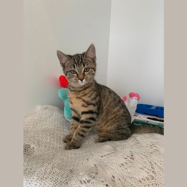 Photo of Nebula   C866