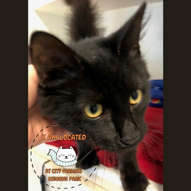 Photo of Snickers