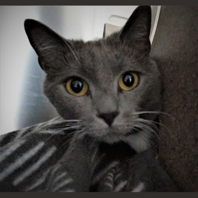 Photo of Smokie