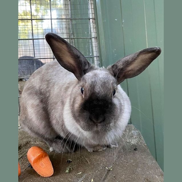 Photo of Stormy
