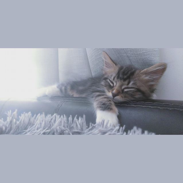 Photo of Lenny & Lulu