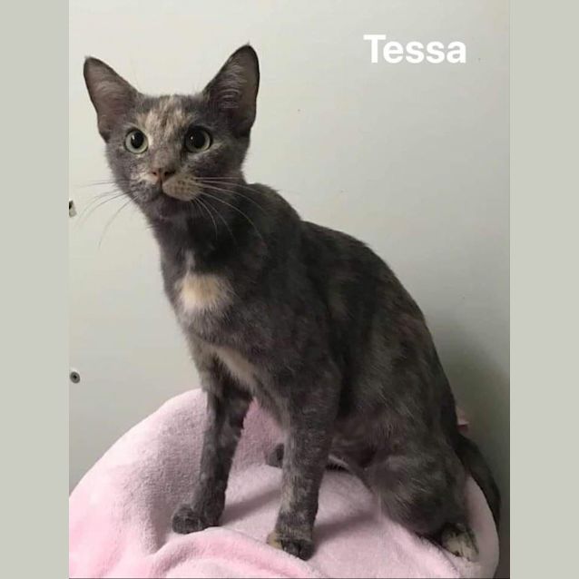 Photo of Tessa