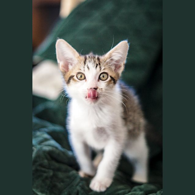 Photo of Mick ~ 11 Week Old (On Trial 11/04/2021)