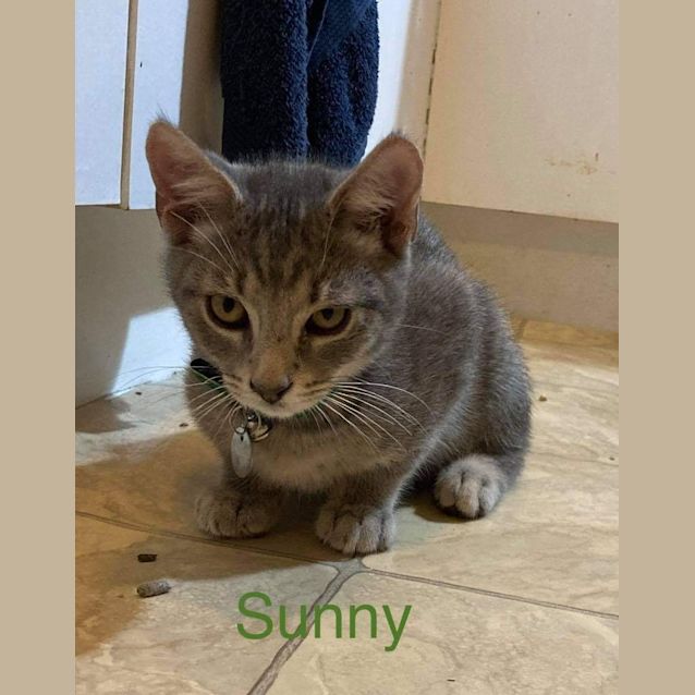 Photo of Sunny