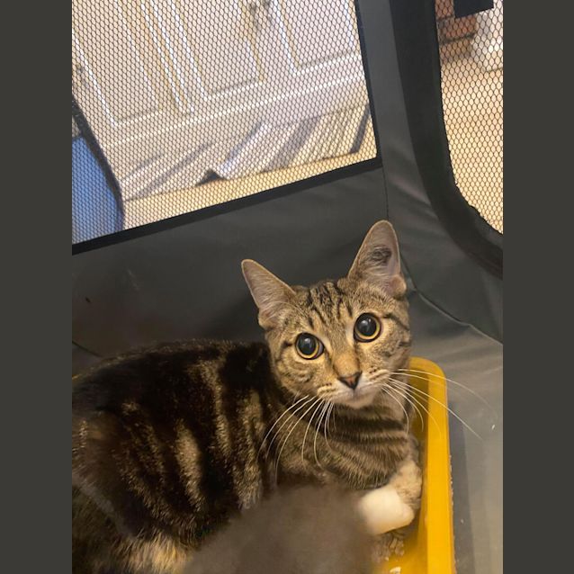 Photo of Cirrus